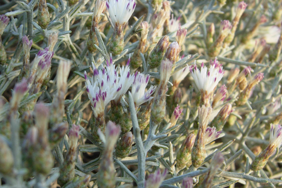 da Creta : Centaurea spinosa L.